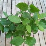 Viburnum carlesii Leaf