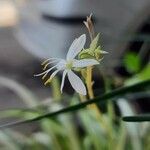 Chlorophytum capense Цветок