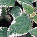 Plectranthus spp. Leaf