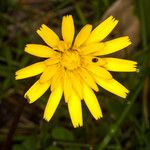 Leontodon tuberosus Flower