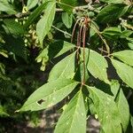 Acer cissifolium Blad