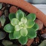 Sedum adolphi 葉