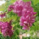 Robinia hispida പുഷ്പം