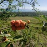 Maclura cochinchinensis Ffrwyth