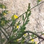 Chrysojasminum fruticans Feuille