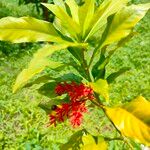 Rauvolfia serpentina Flower