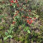 Shepherdia canadensis Alkat (teljes növény)