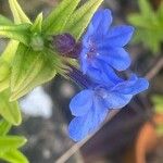 Glandora prostrata 花
