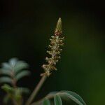 Indigofera hirsuta Λουλούδι