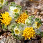 Eriophyllum pringlei Flor