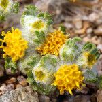 Eriophyllum pringlei Flower