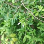 Lippia micromera Лист