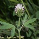 Trifolium squamosum Flower