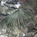 Washingtonia filifera Blad