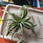 Tillandsia aeranthosBlad