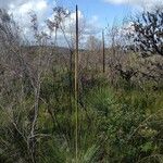 Xanthorrhoea resinosa Habit