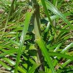 Eryngium paniculatum Лист