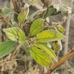 Terminalia prunioides Leaf