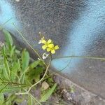 Sisymbrium orientaleFlower