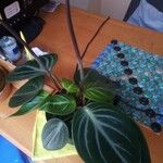 Peperomia maculosaLeht