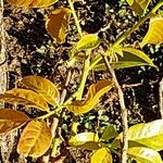 Harpullia arborea Leaf