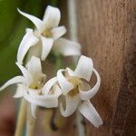 Cyrtorchis monteiroae Flower