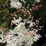 Filipendula vulgaris Květ