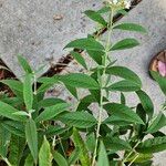 Buddleja albifloraഇല