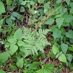 Botrychium virginianum 葉