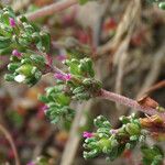 Frankenia pulverulenta Hoja