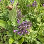 Nepeta sibirica Flor