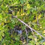 Ernodea littoralis Hoja