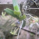 Angraecum moandense Hábito