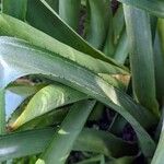 Aechmea distichantha Leaf