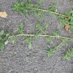 Amaranthus blitoides Folla