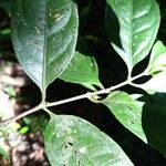 Cassipourea guianensis Плод
