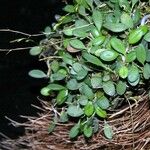 Specklinia microphylla Habitus