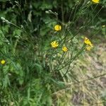 Taraxacum cucullatiforme Libunga