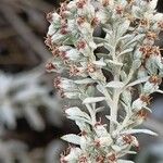 Artemisia ludoviciana Flower