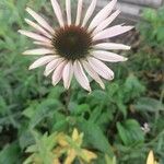 Echinacea purpureaBlodyn