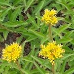 Phedimus aizoon Flower