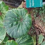 Begonia nelumbiifolia Folha