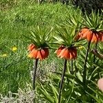 Fritillaria imperialis Цвят