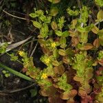 Hypericum mutilum Habit