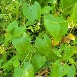 Fallopia scandens Leaf