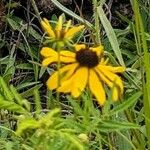 Rudbeckia missouriensis Цвят