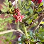 Leea guineensis Flower