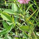 Trifolium pratenseFlor