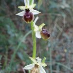 Ophrys arachnitiformis പുഷ്പം