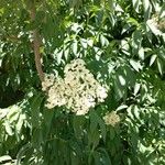 Sambucus canadensis Flower